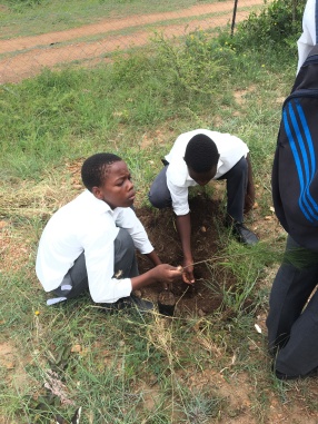 Some of the boys planting Blessing the Pine Tree